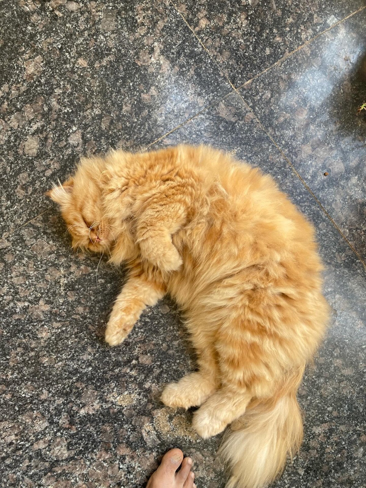 Poll image for How is my cat ? Sheru